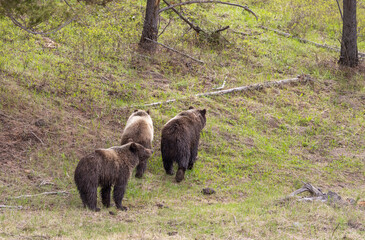 Grizzly Bears in Yellowstone National Park in Spring