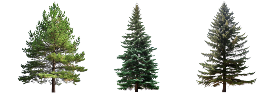 set of pine trees, towering and grand, isolated on transparent background