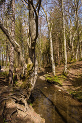 Obraz premium Bäume mit Wurzelwerk am Fallbach beim Maisinger See in Oberbayern