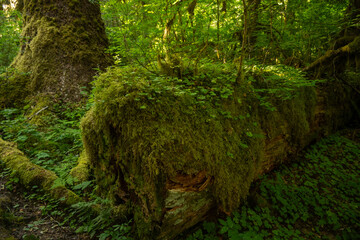 Moss and Ferns Take Over Nurse Log along the Hoh River Trail