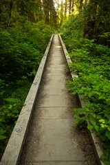 Narrow Wooden Bridge Crosses Overgrown Creek Bed Along Hoh River Trail
