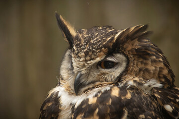 A Cape Eagle Owl close up portrait