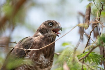 Portrait of a young Hawk with beak white open