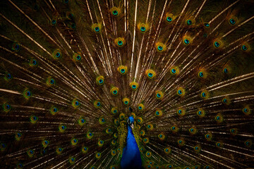 Peacock showing its colors to female