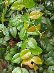 Folhas de Pitangueira Pitangas com orvalho