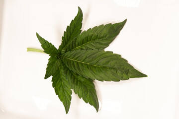 single cannabis leaf on white background