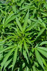 cannabis leaf background sunny