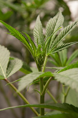 close up of a hemp plant