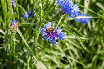 Bee on a blue cornflower