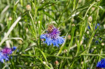 bee on a cornflower pollination