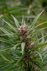 purple marijuana flower