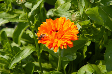 honey bee pollinating calendula orange flower