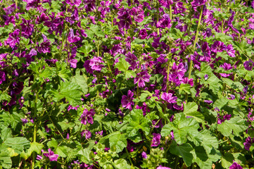 mauve plants flowers