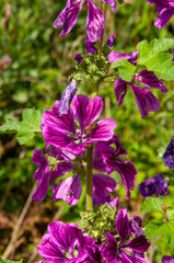 close up of mauve plant blooming