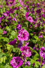 close up garden of mauve flowers