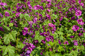 Fototapeta premium field of mauve flowers