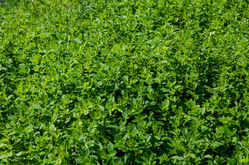 mint leaves texture background light green