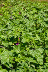 mauve leaves in the garden