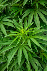 close up of marijuana leaf background