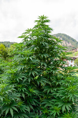 cannabis tree, tall marijuana plant