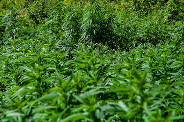 green leaves cannabis field background