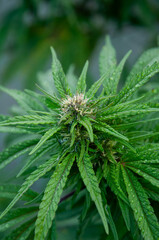 Close up of cannabis flowering white pistils