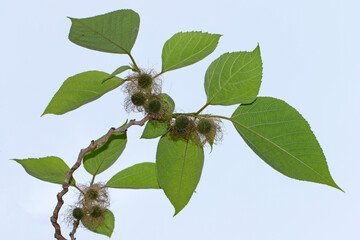 The paper mulberry is a species of flowering plant in the family Moraceae. It is native to Asia,...