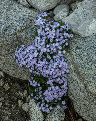 Purple Phlox Bloom in Cracks of Granite Rocks