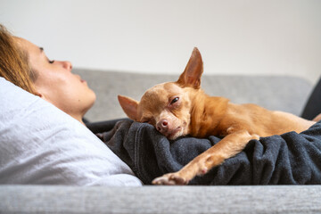 Pet aging process. Old Toy Terrier dog lying down on sleeping owner. Togetherness and love for pets.