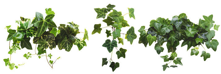 set of English ivy, climbing and verdant, isolated on transparent background