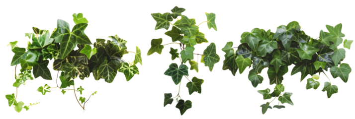 set of English ivy, climbing and verdant, isolated on transparent background