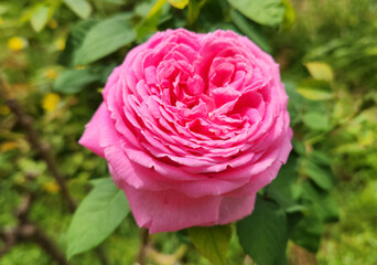 A scented pink rose (Rosa sp.) in springtime