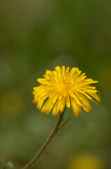 A flower of the hawkbit (Leontodon hispidus) in springtime