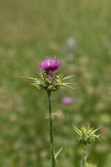 A milk thistle (Silybum marianum) flower in a field