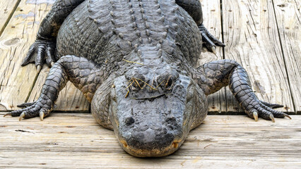 Close up head on view of a large alligator