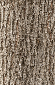 Bark texture of the field elm tree (Ulmus minor)
