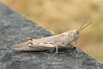 Egyptian grasshopper or Egyptian locus (Anacridium aegyptium) 