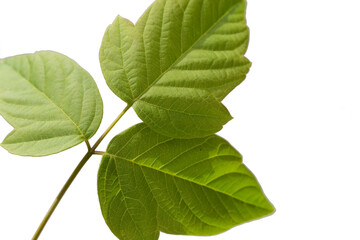 Fresh leaves of the box elder (Acer negundo) in springtime