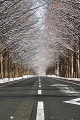 雪景色 メタセコイア並木
