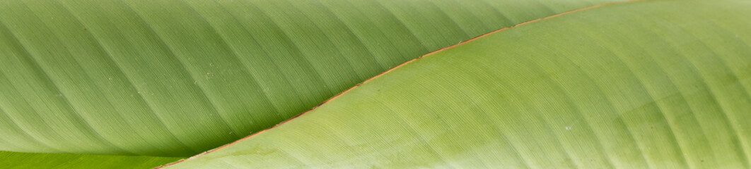 Banana leaf that have not yet been rolled out flat