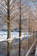 雪景色 メタセコイア並木
