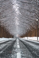 雪景色 メタセコイア並木
