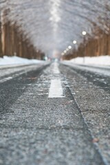 雪景色 メタセコイア並木
