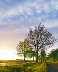 Obraz premium tree in the field