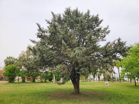 An Arizona cypress tree (Hesperocyparis arizonica), is a North American species of tree in the cypress family Cupressaceae.