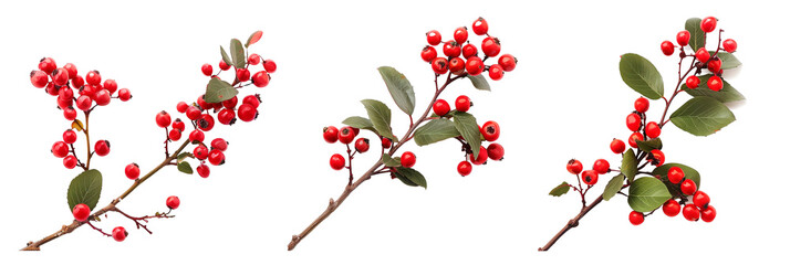 set of winterberry branches, with bright red berries, isolated on transparent background
