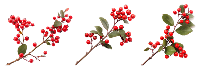 set of winterberry branches, with bright red berries, isolated on transparent background