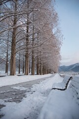 雪景色 メタセコイア並木
