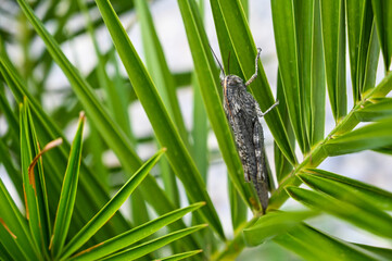 Grasshopper on palm leaves. Gray grasshopper. Insects.