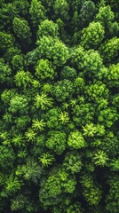 Drone View of Dense Green Trees: Nature's Solution for Carbon Neutrality and Net Zero